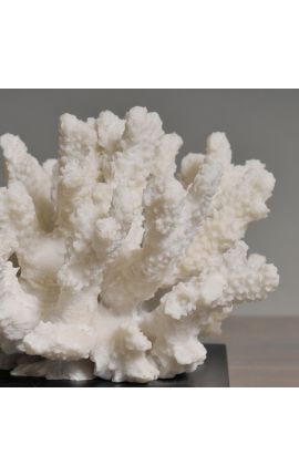 Coral mounted on a wooden base