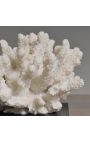 Coral mounted on a wooden base