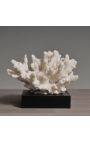 Coral mounted on a wooden base