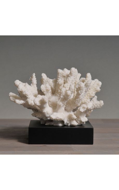 Coral mounted on a wooden base