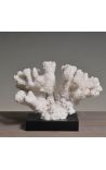 Large coral mounted on a wooden base