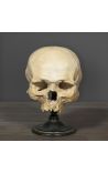 Ludzka czaszka Memento Mori przedstawione na drewnianej podstawie