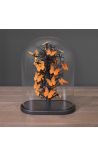 Butterflies Appias Nero under oval glass globe