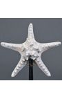 Steaua de mare "Protoreaster Nodosus" cu o lățime de maximum 10 mm