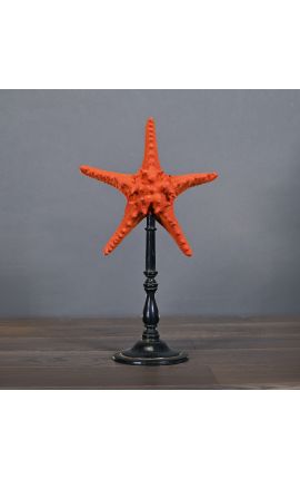 Zeester "Protoreaster Nodosus" rood op een zwarte houten basis