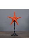 Etoile de mer Protoreaster Nodosus rouge montée sur un socle en bois noir