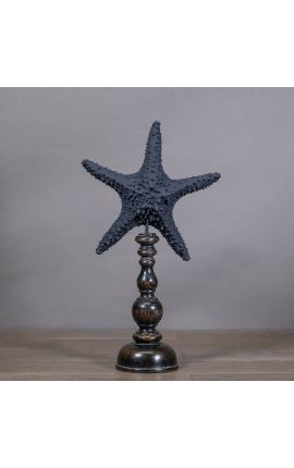 Sea star "Protoreaster Nodosus" red mounted on a black wooden base (Dupliqué)