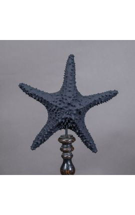 Sea star &quot;Protoreaster Nodosus&quot; red mounted on a black wooden base (Dupliqué)