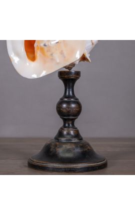 Coquillage &quot;Cassis Cornuta&quot; monté sur balustre en bois noir patiné