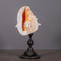 Ball with gray shells on wooden baluster (Dupliqué)