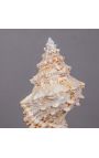 Cassis Cornuta" shell mounted on black wooden baluster patinated (Dupliqué)