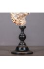 Cassis Cornuta" shell mounted on black wooden baluster patinated (Dupliqué)
