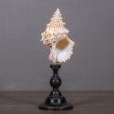 Cassis Cornuta" shell mounted on black wooden baluster patinated (Dupliqué)