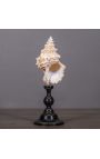 Cassis Cornuta" shell mounted on black wooden baluster patinated (Dupliqué)