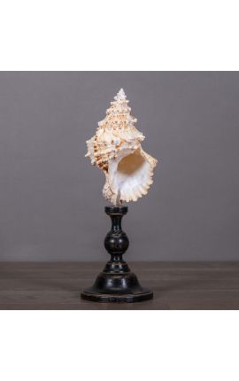 Cassis Cornuta" shell mounted on black wooden baluster patinated (Dupliqué)