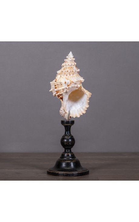 Cassis Cornuta" shell mounted on black wooden baluster patinated (Dupliqué)