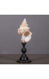 Cassis Cornuta shell mounted on black wooden baluster patinated (Dupliqué)