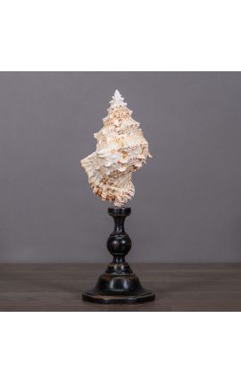 Cassis Cornuta&quot; shell mounted on black wooden baluster patinated (Dupliqué)