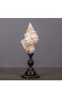 Cassis Cornuta" shell mounted on black wooden baluster patinated (Dupliqué)