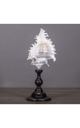 Bursa Burbo&quot; shell mounted on black wooden baluster patinated (Dupliqué)