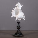 Bursa Burbo" shell mounted on black wooden baluster patinated (Dupliqué)