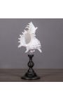 Bursa Burbo" shell mounted on black wooden baluster patinated (Dupliqué)