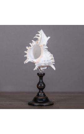 Coquillage "Murex Ramorous" monté sur balustre en bois noir patiné