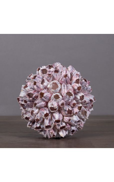 Murex Ramorous" shell mounted on black wooden baluster patinated (Dupliqué)