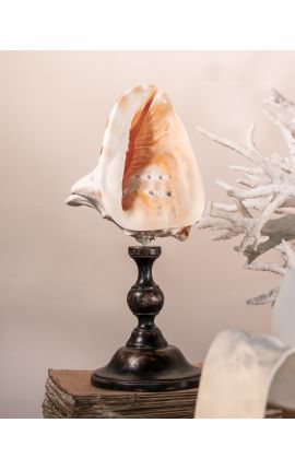 Cassis Cornuta&quot; shell mounted on black wooden baluster patinated