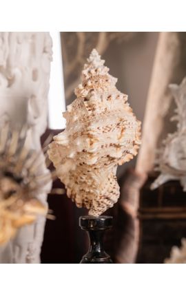 Bursa Burbo&quot; shell mounted on black wooden baluster patinated