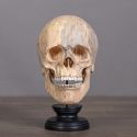 Lidská lebka "Memento Mori" předložené na dřevěném podkladě (Dupliqué)