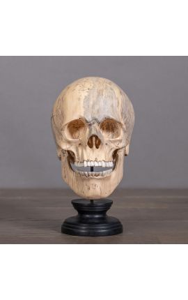 Crânio humano "Memento Mori" apresentado na base de madeira (Dupliqué)