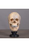 Človeška lobanja Memento Mori predstavljena na leseni osnovi (Dupliqué)