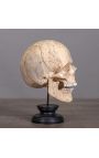 Crâne humain en bois sculpté "Memento Mori" présenté sur support