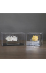 Rectangular acrylic glass display case - 3