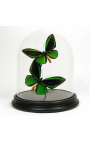 Δύο αρσενικά "Ornithoptera priamus poseidon" πεταλούδες κάτω από ένα γυάλινο θόλο - 1