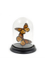 Due farfalle "ornithotoptera Priamus Poseidon" maschile sotto una cupola di vetro (Dupliqué) - 1