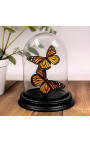 Dos mariposas machos "Ornithoptera priamus poseidon" bajo una cúpula de cristal (Dupliqué) - 2