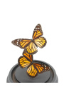 Fluturi cu zece soiuri de fluturi sub cupola de sticlă (Dupliqué) (Dupliqué) - 3