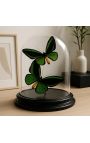 Divi vīrieši "Ornithoptera Priamsa Poseidon" tauriņi zem stikla kupola