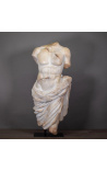 Stor torso skulptur af Apollo med draperet udskåret på sort metalbase - 1