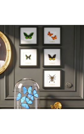 Marco decorativo con dos mariposas "Appias Nero"
