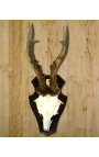 Nástenná dekorácia poľovníckej trofeje jeleňa osadená na dreve 