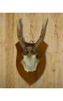 Nástěnná dekorace jelení lovecké trofeje upevněné na dřevě 