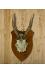 Wall decoration of deer hunting trophy mounted on wood 