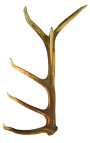 True horn antler from deer for wall decoration