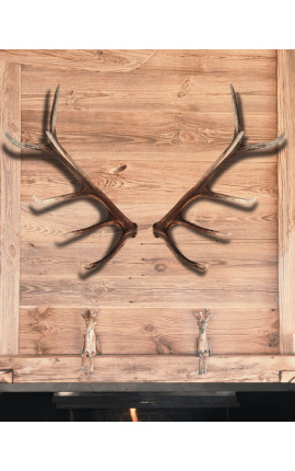 True horn antler from deer for wall decoration