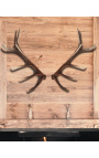 Vero corno di cervo rosso per la decorazione della parete