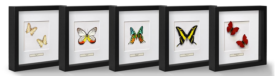 Рамки с бабочками и насекомыми