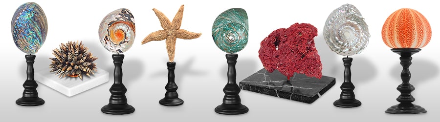 Muscheln, Fische und Korallen